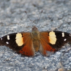 Vanessa itea (Yellow Admiral) at Red Hill Nature Reserve - 2 Feb 2016 by roymcd