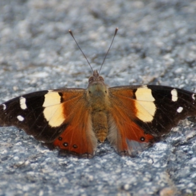 Vanessa itea (Yellow Admiral) at Red Hill Nature Reserve - 2 Feb 2016 by roymcd