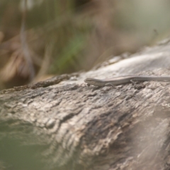 Lampropholis guichenoti (Common Garden Skink) at Mount Mugga Mugga - 23 Jan 2016 by roymcd