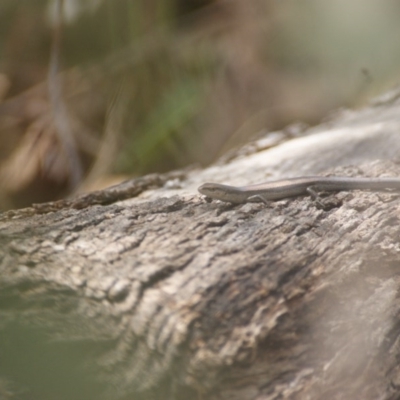 Lampropholis guichenoti (Common Garden Skink) at Symonston, ACT - 23 Jan 2016 by roymcd