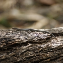 Lampropholis guichenoti at Symonston, ACT - 23 Jan 2016 02:58 PM