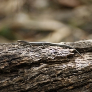 Lampropholis guichenoti at Symonston, ACT - 23 Jan 2016