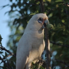 Cacatua sanguinea (Little Corella) at Conder, ACT - 10 Dec 2015 by michaelb