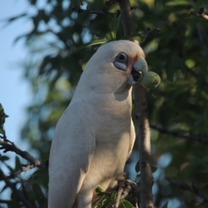 Cacatua sanguinea at Conder, ACT - 10 Dec 2015 06:57 PM