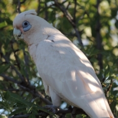 Cacatua sanguinea (Little Corella) at Greenway, ACT - 4 Feb 2016 by MichaelBedingfield