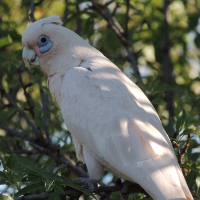 Cacatua sanguinea (Little Corella) at Greenway, ACT - 4 Feb 2016 by MichaelBedingfield