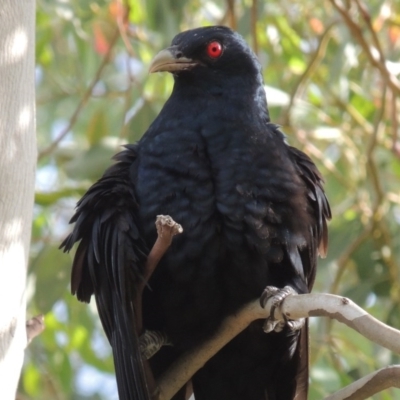 Eudynamys orientalis (Pacific Koel) at Conder, ACT - 13 Dec 2015 by MichaelBedingfield