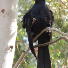 Eudynamys orientalis at Conder, ACT - 13 Dec 2015 08:31 AM