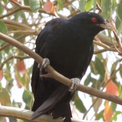 Eudynamys orientalis (Pacific Koel) at Bonython, ACT - 23 Jan 2016 by michaelb