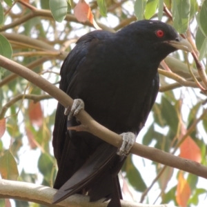 Eudynamys orientalis at Bonython, ACT - 24 Jan 2016 12:00 AM