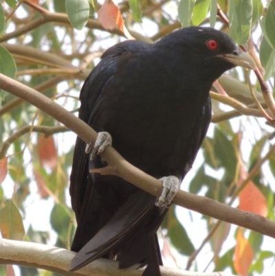 Eudynamys orientalis (Pacific Koel) at Bonython, ACT - 23 Jan 2016 by michaelb