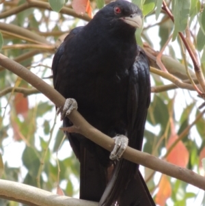 Eudynamys orientalis at Bonython, ACT - 24 Jan 2016 12:00 AM