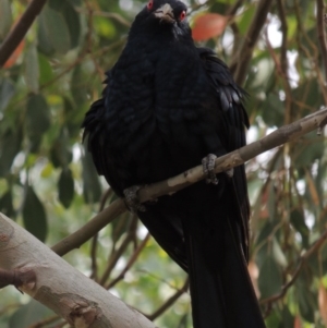 Eudynamys orientalis at Bonython, ACT - 24 Jan 2016