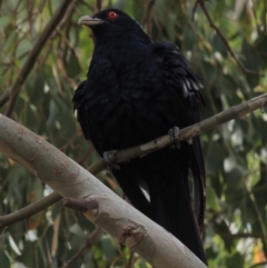 Eudynamys orientalis at Bonython, ACT - 24 Jan 2016 12:00 AM