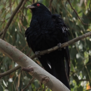 Eudynamys orientalis at Bonython, ACT - 24 Jan 2016