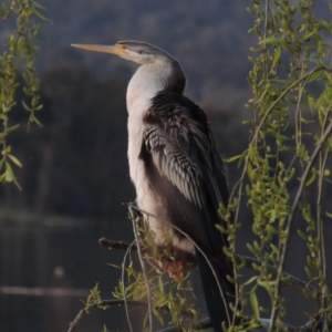 Anhinga novaehollandiae at Greenway, ACT - 19 Sep 2014 07:18 PM