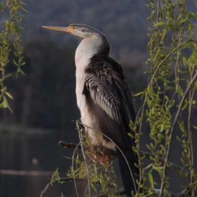 Anhinga novaehollandiae (Australasian Darter) at Greenway, ACT - 19 Sep 2014 by MichaelBedingfield