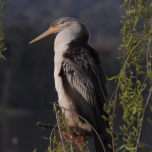 Anhinga novaehollandiae at Greenway, ACT - 19 Sep 2014 07:18 PM