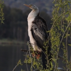 Anhinga novaehollandiae at Greenway, ACT - 19 Sep 2014 07:18 PM