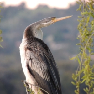 Anhinga novaehollandiae at Greenway, ACT - 19 Sep 2014 07:18 PM