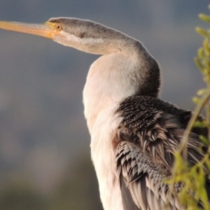 Anhinga novaehollandiae at Greenway, ACT - 19 Sep 2014 07:18 PM