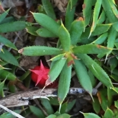 Astroloma humifusum (Cranberry Heath) at QPRC LGA - 5 Feb 2016 by Wandiyali