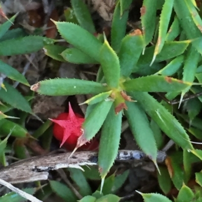 Astroloma humifusum (Cranberry Heath) at Googong, NSW - 5 Feb 2016 by Wandiyali