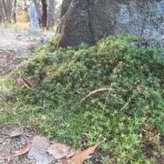 Styphelia humifusum at Googong, NSW - 6 Feb 2016