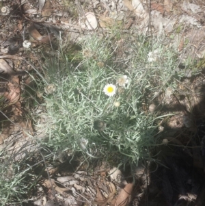 Leucochrysum albicans subsp. tricolor at Jerrabomberra, NSW - 6 Feb 2016