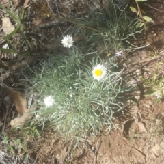 Leucochrysum albicans subsp. tricolor (Hoary Sunray) at Jerrabomberra, NSW - 6 Feb 2016 by Raphus