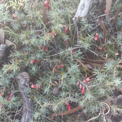 Styphelia humifusum (Cranberry Heath) at Googong, NSW - 6 Feb 2016 by Raphus