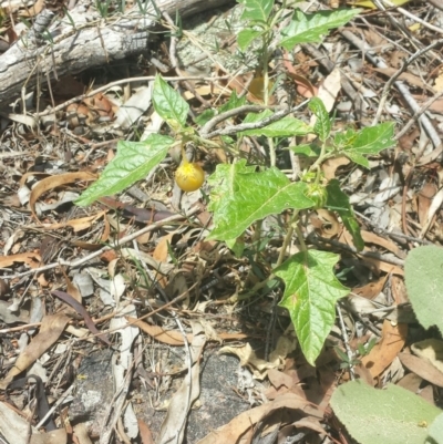Solanum cinereum (Narrawa Burr) at QPRC LGA - 6 Feb 2016 by Raphus