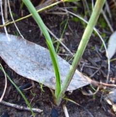 Diuris nigromontana (Black Mountain Leopard Orchid) at Cook, ACT - 29 Aug 2015 by CathB