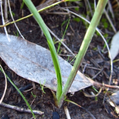 Diuris nigromontana (Black Mountain Leopard Orchid) at Cook, ACT - 29 Aug 2015 by CathB