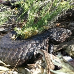 Tiliqua rugosa (Shingleback Lizard) at Watson, ACT - 4 Feb 2016 by waltraud