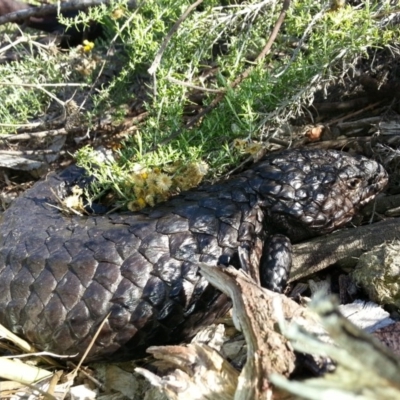 Tiliqua rugosa (Shingleback Lizard) at Mount Majura - 4 Feb 2016 by waltraud