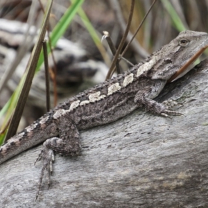 Amphibolurus muricatus at Canberra Central, ACT - 30 Jan 2016