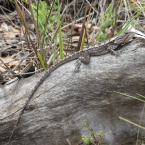 Amphibolurus muricatus at Canberra Central, ACT - 30 Jan 2016