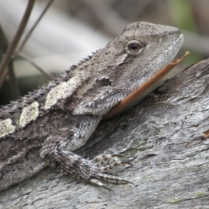 Amphibolurus muricatus at Canberra Central, ACT - 30 Jan 2016