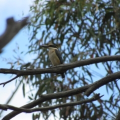 Todiramphus sanctus (Sacred Kingfisher) at Black Mountain - 30 Jan 2016 by KShort