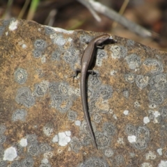 Lampropholis delicata (Delicate Skink) at Black Mountain - 30 Jan 2016 by KShort