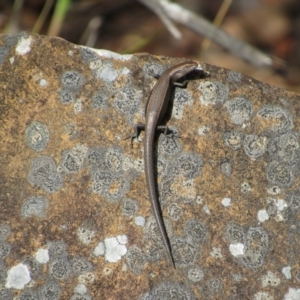 Lampropholis delicata at Canberra Central, ACT - 30 Jan 2016 11:31 AM