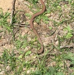 Drysdalia coronoides (White-lipped Snake) at Namadgi National Park - 6 Feb 2016 by jackfrench