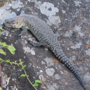 Egernia cunninghami at Latham, ACT - 6 Feb 2016 07:05 PM