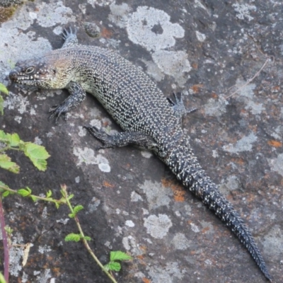 Egernia cunninghami (Cunningham's Skink) at Umbagong District Park - 6 Feb 2016 by KShort