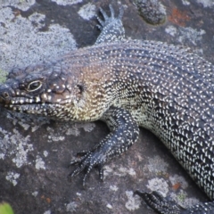 Egernia cunninghami at Latham, ACT - 6 Feb 2016 07:05 PM