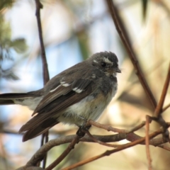 Rhipidura albiscapa (Grey Fantail) at Latham, ACT - 6 Feb 2016 by KShort