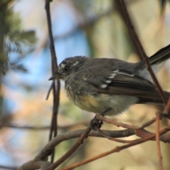 Rhipidura albiscapa at Latham, ACT - 6 Feb 2016 06:49 PM