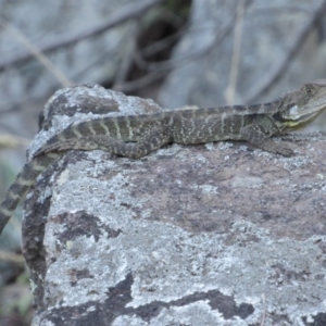 Intellagama lesueurii howittii at Latham, ACT - 6 Feb 2016 07:11 PM