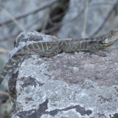 Intellagama lesueurii howittii (Gippsland Water Dragon) at Latham, ACT - 6 Feb 2016 by KShort